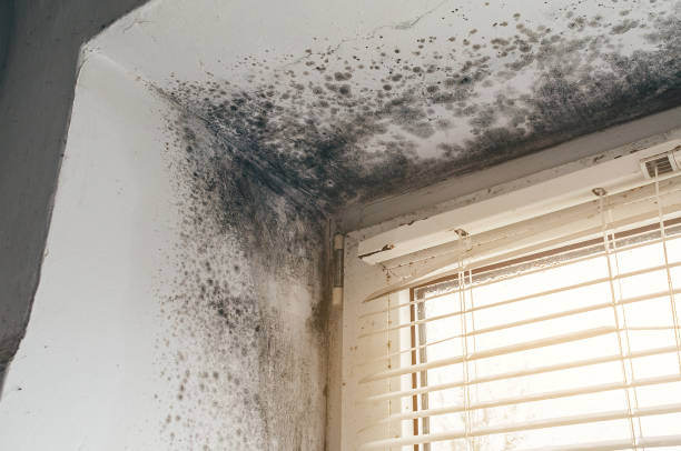 Affordable Mold Remediation solutions in Colorado City, CO